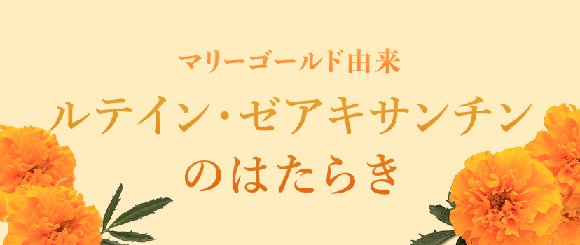 マリーゴールド由来 ルテイン・ゼアキサンチンのはたらき
